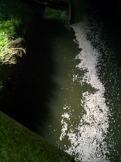 松川を流れゆく散った桜の錦模様