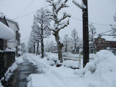 道路といい家といい街路樹といい雪まみれです．